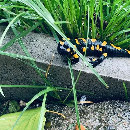 Black Pearl - Blockhaus Inmitten Der * Obergösel