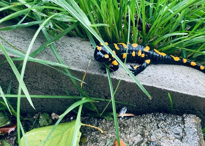 Black Pearl - Blockhaus Inmitten Der * Obergösel